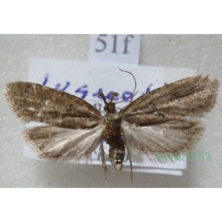 Luquetia lobella (Denis & Schiffermüller, 1775) Czech51f